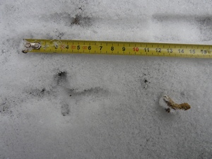 stopa a trus jeřábka