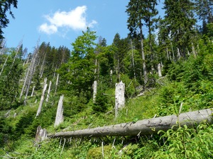 les v Mazáku pod Lysou horou