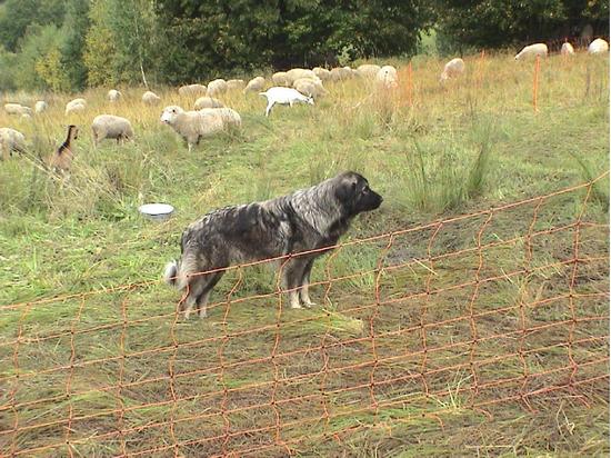 ochranné elektrické sítě a dobrý pastevecký pes