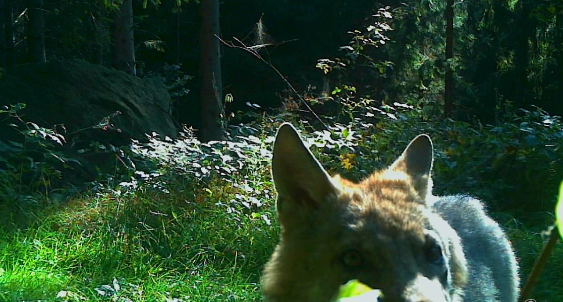 Zdroj: Fotopast Hnutí DUHA Olomouc Zdroj: Fotopast Hnutí DUHA Olomouc