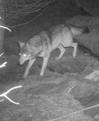 Zdroj: Fotopast Hnutí DUHA Olomouc Zdroj: Fotopast Hnutí DUHA Olomouc