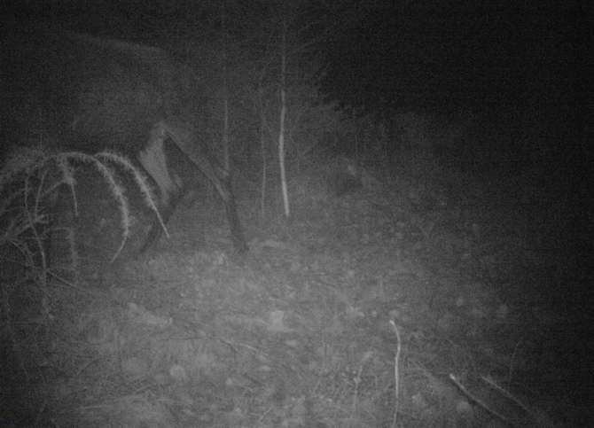 Zdroj: Fotopast Hnutí DUHA Olomouc Zdroj: Fotopast Hnutí DUHA Olomouc