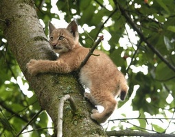 rysí kotě na stromě; foto: J. Vogeltanz
