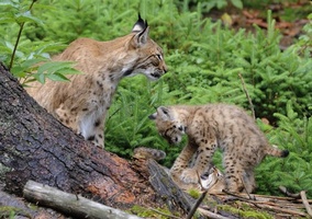rysice s koťaty; foto: J. Vogeltanz