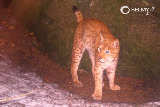 A lynx at the marking site