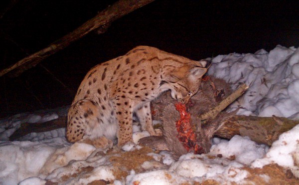 rys při návratu ke stržené lani; foto: Hnutí DUHA Olomouc rys při návratu ke stržené lani; foto: Hnutí DUHA Olomouc