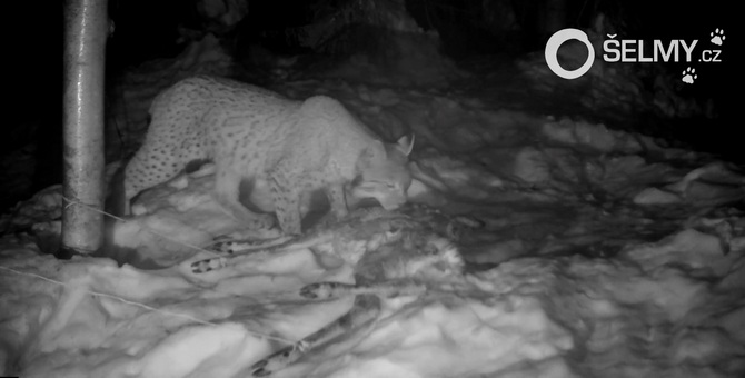 A lynx with the prey