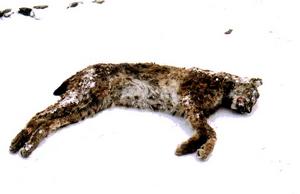 mrtvý rys, foto: Jaroslav Červený mrtvý rys, foto: Jaroslav Červený