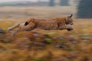Foto: Karel Brož Rys