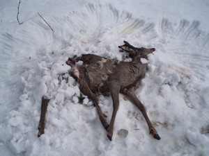 Foto: Vlado Trulik Kořist rysa