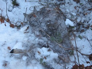 Foto: Miroslav Kutal Kořist rysa