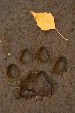 rysí stopa, foto Karel Brož