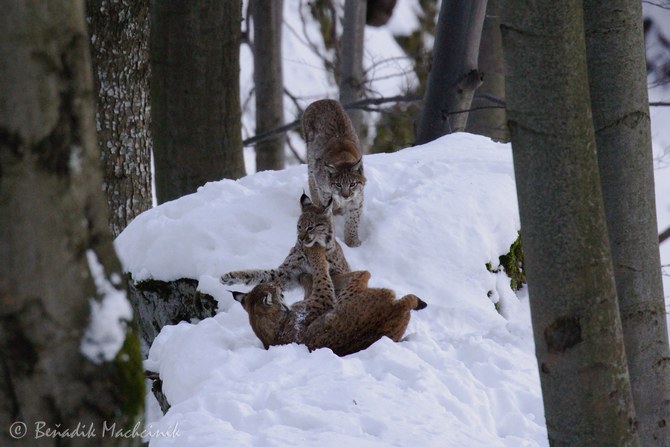 Foto: Beňadik Machciník Foto: Beňadik Machciník