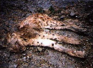 zastřelený rys z Beskyd