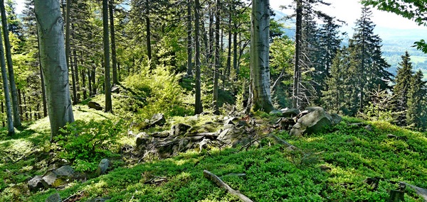 skalnaté hřebénky má rys v oblibě; foto: L.Machalová