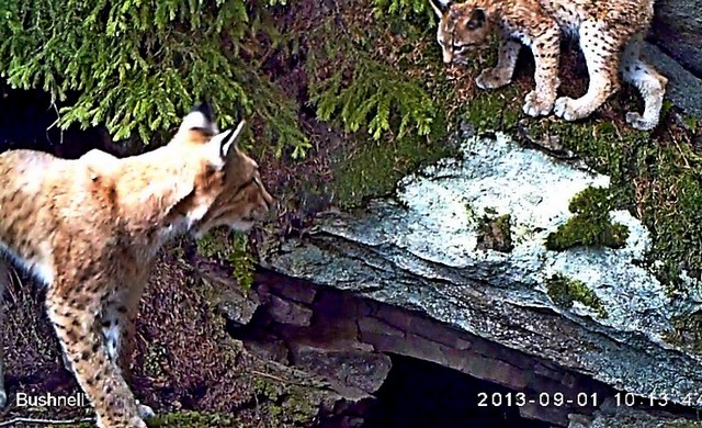 rysice Jarka s mládětem; foto: Hnutí DUHA Olomouc