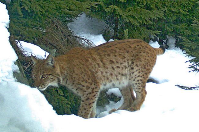 rys zachycený fotopastí, CHKO Beskydy; foto: Hnutí DUHA Olomouc
