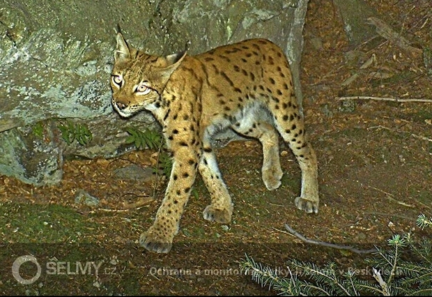 Rys Olda z fotopasti