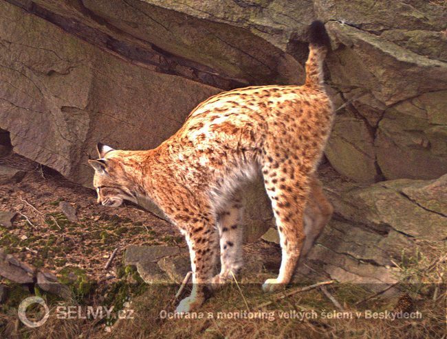 rys Ondráš značkuje skálu; foto: Hnutí DUHA Olomouc rys Ondráš značkuje skálu; foto: Hnutí DUHA Olomouc