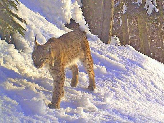 rys zachycený fotopastí v Javorníkách; Hnutí DUHA Olomouc