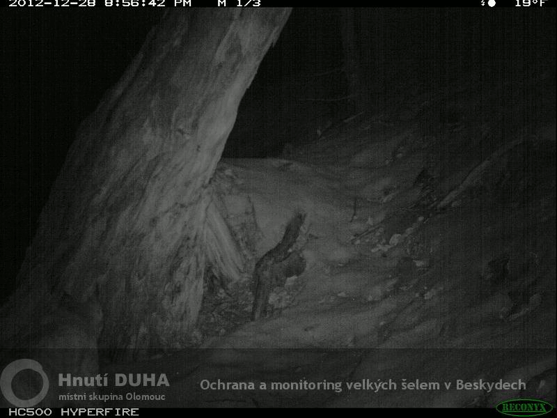 značkovací aktivita rysa 