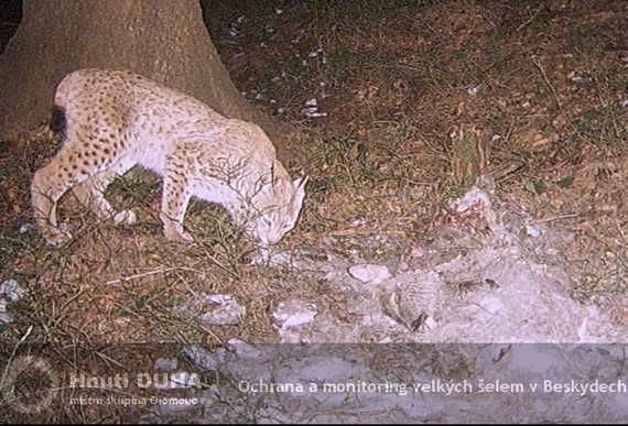 rys při návratu ke kořisti; Hnutí DUHA Olomouc