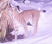 rys na značkovacím místě rys na značkovacím místě