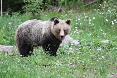 medvědi jsou neprávem považováni za agresivní šelmy, foto: M. Kalaš
