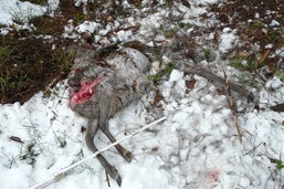 srnec stržený rysem v Beskydech