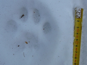 stopa rysa sčítání šelem 2010 stopa rysa sčítání šelem 2010