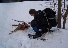 Monitoring stržené kořisti