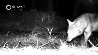 A wolf photographed by the camera trap