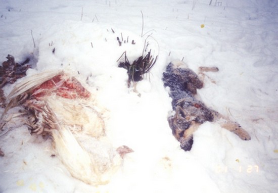 zastřelený pes na újedi v Černé Ostravici