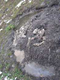 kadáver jehněte na újedi kadáver jehněte na újedi