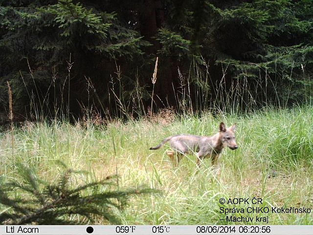 wolfs pup captured by camera trap in PLA Kokořínsko. Source: AOPK ČR