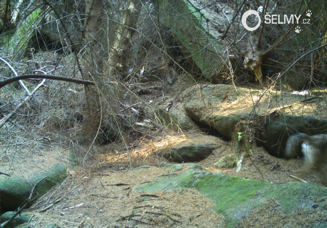 Jako už tradičně, z vlčete se v létě vyfotil jen zadek… Jako už tradičně, z vlčete se v létě vyfotil jen zadek…