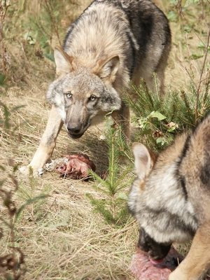 foto Karel Brož foto Karel Brož