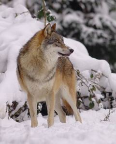 vlků u nás žije jen několik jedinců