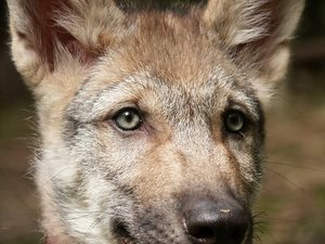 stěně vlka, foto Karel Brož stěně vlka, foto Karel Brož