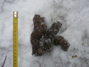 trus vlka - foto:Leona Machalová