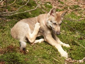 mladý vlk, foto Karel Brož mladý vlk, foto Karel Brož