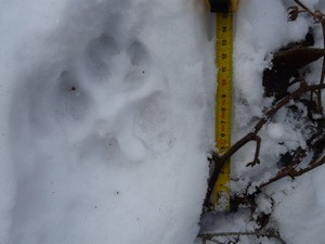 stopa vlka - foto:Leona Machalová