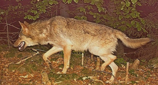 vlk zachycený fotopastí v Javorníkách; foto: Hnutí DUHA Olomouc