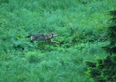 setkání s vlkem je velmi ojedinělé, foto: M. Kalaš