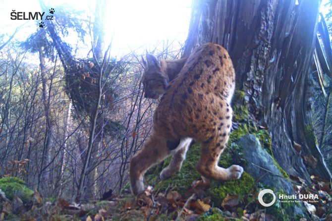 Rysí kotě z Pošumaví, 2017