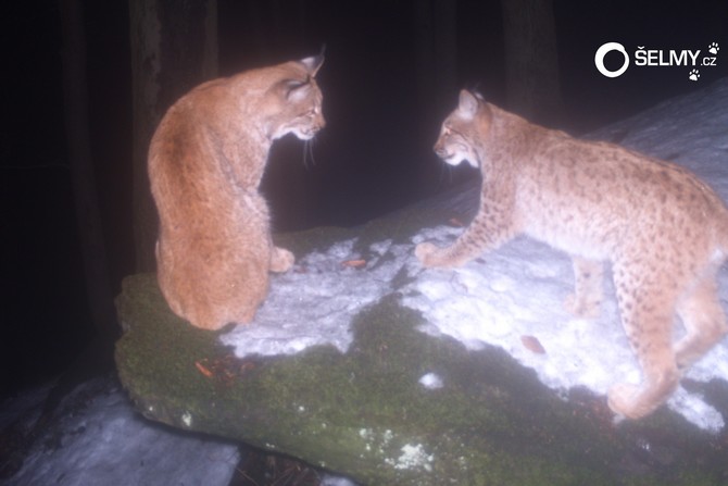 Rysice Žofka s kotětem v Moravskoslezských Beskydech, jaro 2016