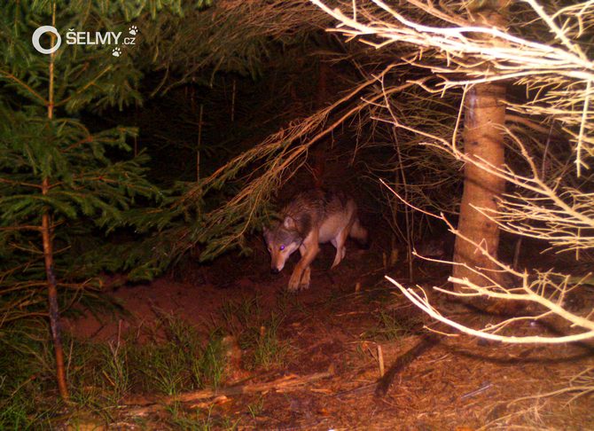 Vlk zachycený fotopastí na Broumovsku v roce 2017