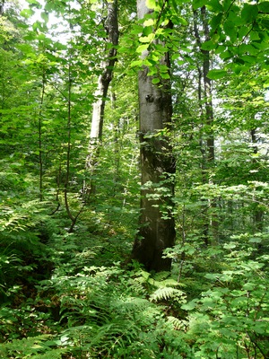 druhově a věkově rozrůzněný les (foto L.Machalová)