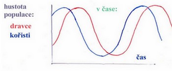 graf cyklů dravce a kořisti graf cyklů dravce a kořisti