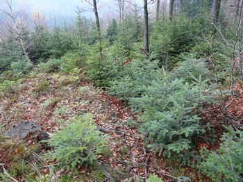 zmlazení jedle bělokoré v Beskydech zmlazení jedle bělokoré v Beskydech